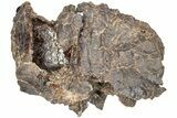 Partial, Cretaceous Fossil Turtle - Judith River Formation #234563-1
